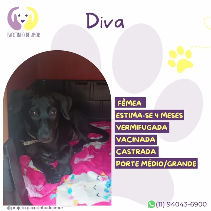 Cachorro raça SRD-ViraLata idade 2 a 6 meses nome Diva