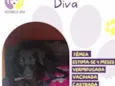 Diva