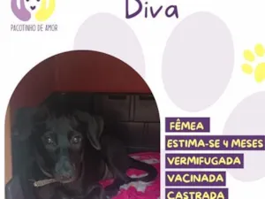 Cachorro raça SRD-ViraLata idade 2 a 6 meses nome Diva