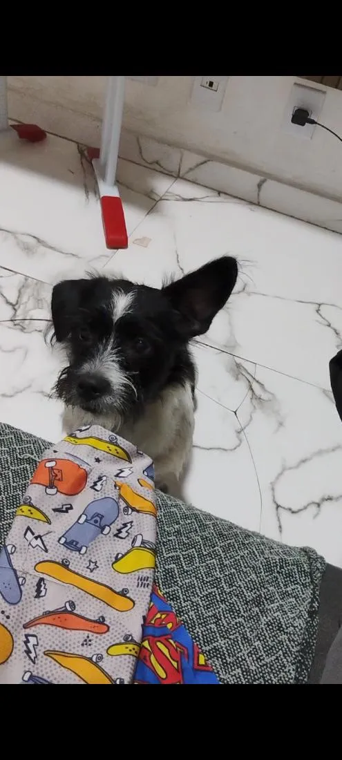 Cachorro raça SRD-ViraLata idade 2 a 6 meses nome flash