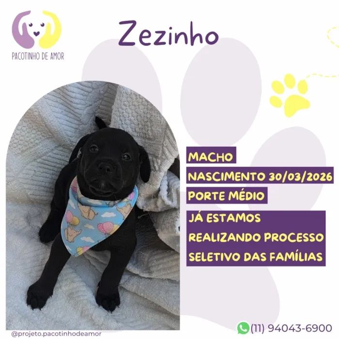Cachorro raça SRD-ViraLata idade 7 a 11 meses nome Zezinho