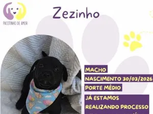 Cachorro raça SRD-ViraLata idade 7 a 11 meses nome Zezinho