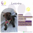 Luisinho