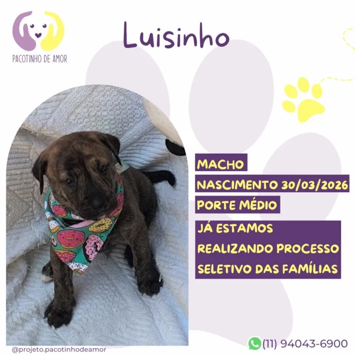 Cachorro raça SRD-ViraLata idade 7 a 11 meses nome Luisinho