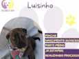 Luisinho