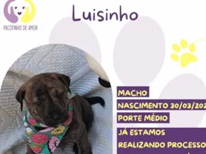 Cachorro raça SRD-ViraLata idade 7 a 11 meses nome Luisinho