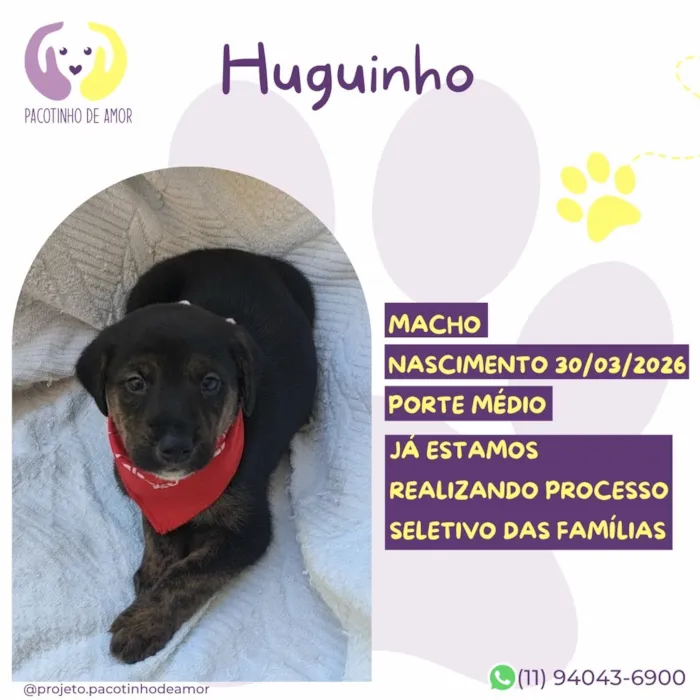 Cachorro raça SRD-ViraLata idade 2 a 6 meses nome Hugoinho