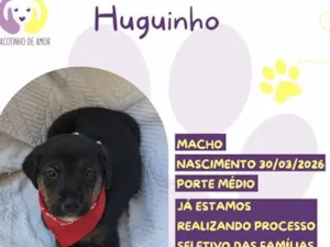 Cachorro raça SRD-ViraLata idade 2 a 6 meses nome Hugoinho