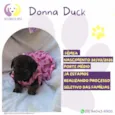 Donna Duck