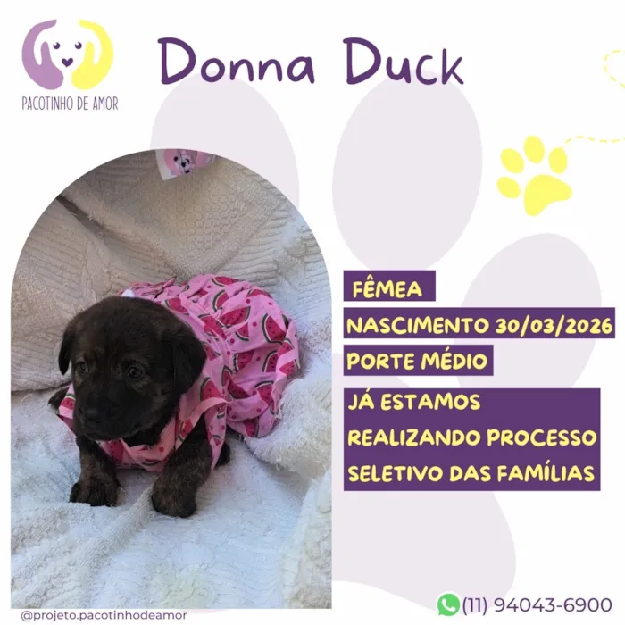 Cachorro raça SRD-ViraLata idade 2 a 6 meses nome Donna Duck