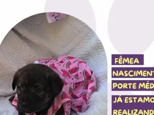 Cachorro raça SRD-ViraLata idade 2 a 6 meses nome Donna Duck