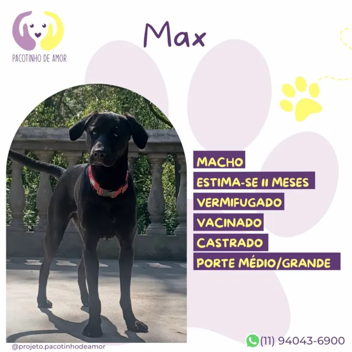 Cachorro raça SRD-ViraLata idade 2 a 6 meses nome Max