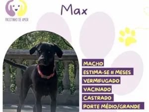 Cachorro raça SRD-ViraLata idade 2 a 6 meses nome Max