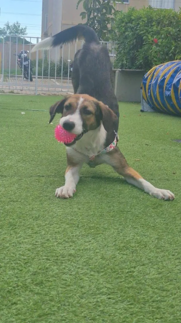 Cachorro raça SRD-ViraLata idade 1 ano nome Bella