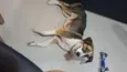 Bella