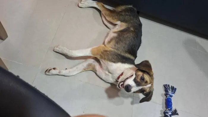 Cachorro raça SRD-ViraLata idade 1 ano nome Bella