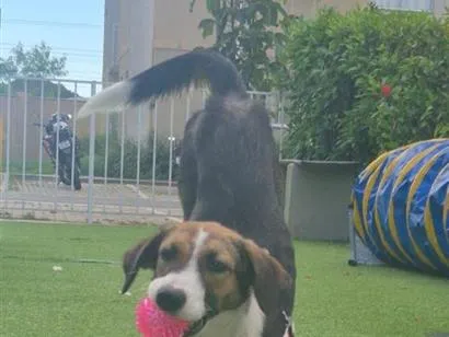 Cachorro raça SRD-ViraLata idade 1 ano nome Bella