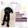 Vênus