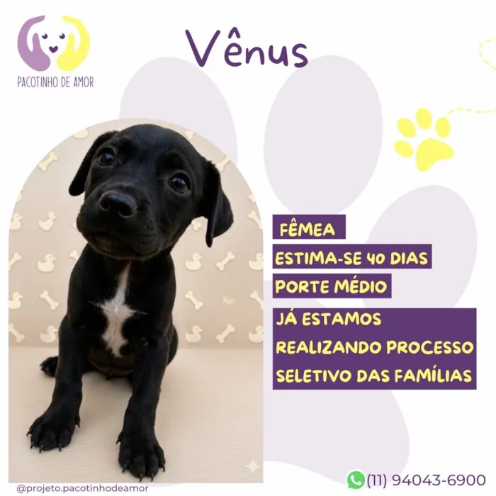 Cachorro raça SRD-ViraLata idade 2 a 6 meses nome Vênus