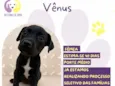 Vênus