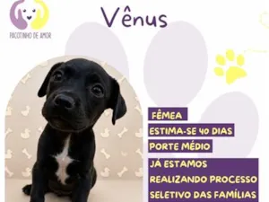 Cachorro raça SRD-ViraLata idade 2 a 6 meses nome Vênus
