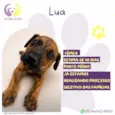 Lua