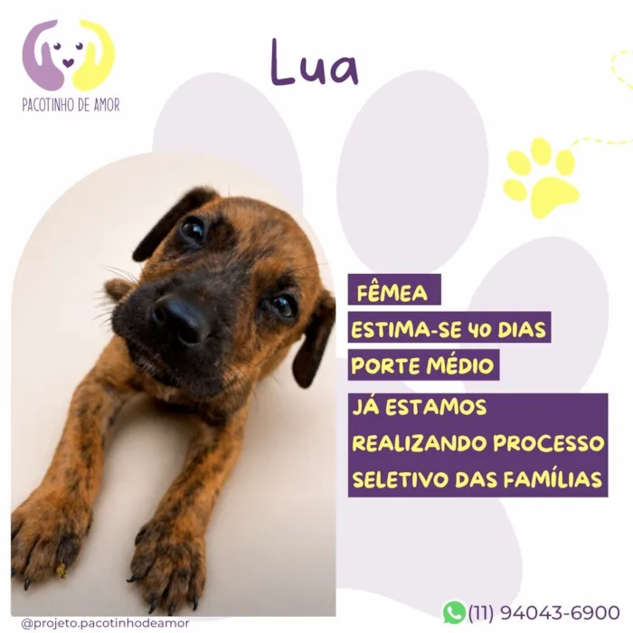 Cachorro raça SRD-ViraLata idade 2 a 6 meses nome Lua