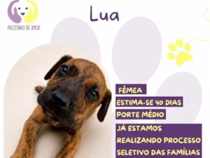 Cachorro raça SRD-ViraLata idade 2 a 6 meses nome Lua
