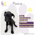 Pipoca