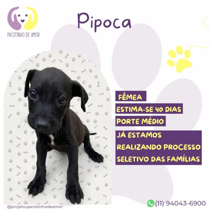 Cachorro raça SRD-ViraLata idade Abaixo de 2 meses nome Pipoca