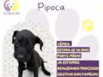 Pipoca