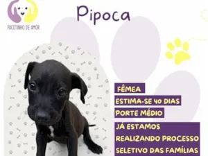 Cachorro raça SRD-ViraLata idade Abaixo de 2 meses nome Pipoca