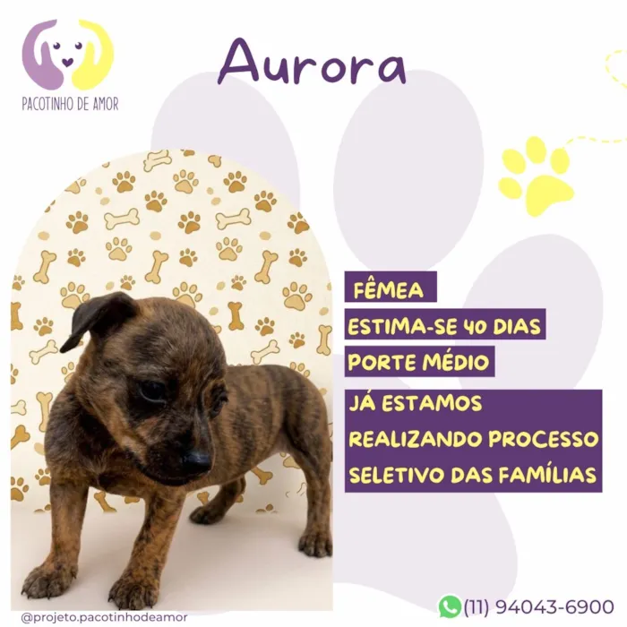 Cachorro raça SRD-ViraLata idade Abaixo de 2 meses nome Aurora