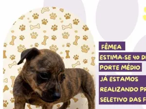 Cachorro raça SRD-ViraLata idade Abaixo de 2 meses nome Aurora