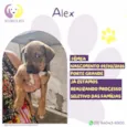 Alex