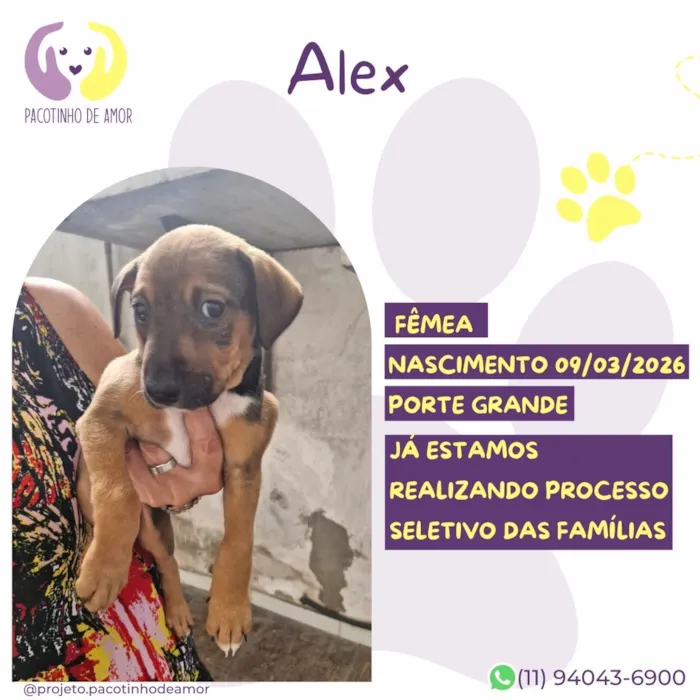 Cachorro raça SRD-ViraLata idade 2 a 6 meses nome Alex