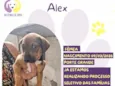 Alex