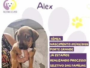 Cachorro raça SRD-ViraLata idade 2 a 6 meses nome Alex