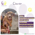 Clover