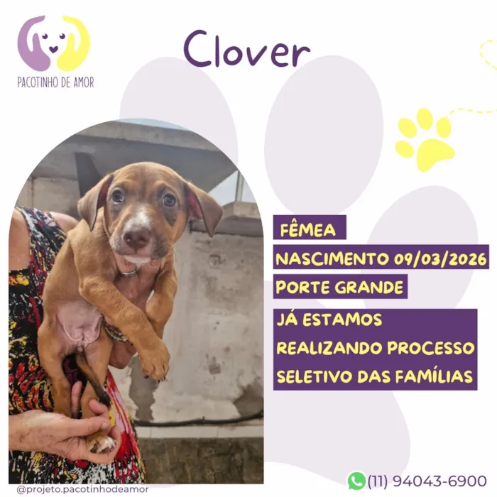 Cachorro raça SRD-ViraLata idade 2 a 6 meses nome Clover