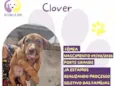 Clover