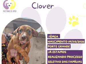 Cachorro raça SRD-ViraLata idade 2 a 6 meses nome Clover