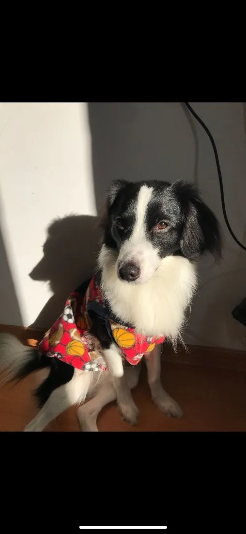 Cachorro raça SRD-ViraLata idade 6 ou mais anos nome Tommy