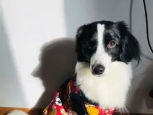 Cachorro raça SRD-ViraLata idade 6 ou mais anos nome Tommy