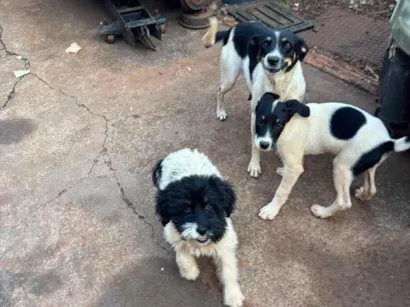 Cachorro raça SRD-ViraLata idade 2 a 6 meses nome Luna 