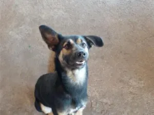 Cachorro raça SRD-ViraLata idade 1 ano nome max