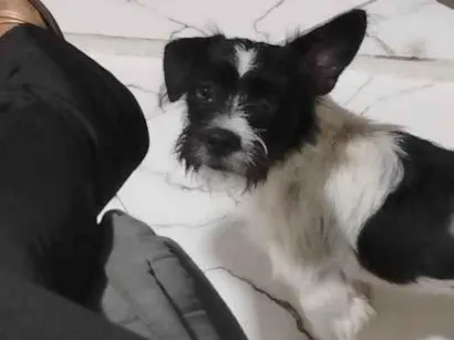 Cachorro raça SRD-ViraLata idade 2 a 6 meses nome flash