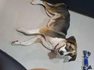 Cachorro raça SRD-ViraLata idade 1 ano nome Bella