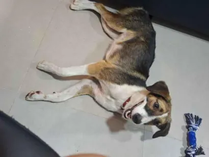 Cachorro raça SRD-ViraLata idade 1 ano nome Bella