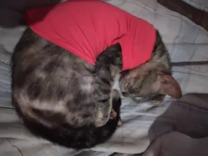 Gato raça SRD-ViraLata idade 2 a 6 meses nome Lolita